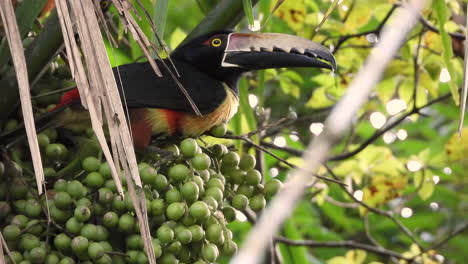 Close-up-of-two-collared-aracari-birds-eating-berries-on-tree-branches