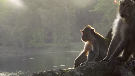Mono,-Macacos-Sentados-Al-Lado-Del-Marco,-Retroiluminados-Con-Luz-Solar-Suave-Por-La-Noche-E-Iluminados
