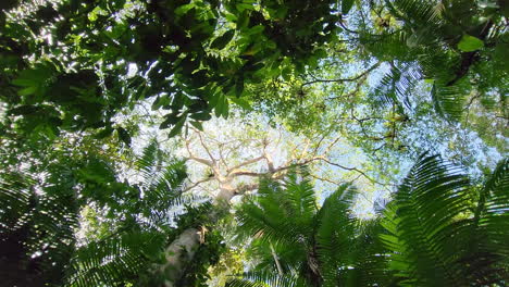 POV-Looking-Up-At-Looking-Up-To-The-Canopy-Of-Tropical-Lush-Rainforest-Through-Leaves