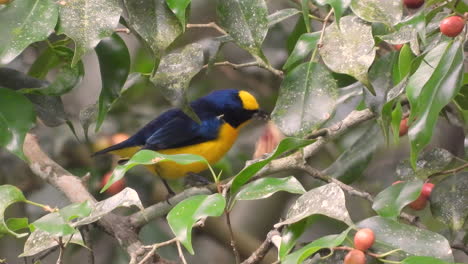Yellow-Billed-Euphonia-With-Food-In-Its-Beak-Perched-On-Tree-Branch-Before-Flying-Off