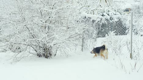 Happy-dog-playing-in-snow-in-backyard,-winter-time