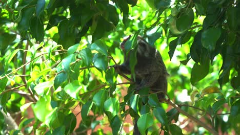 Close-up-shot-of-a-wild-long-tail-monkey,-common-marmoset,-callithrix-jacchus-climbing-on-a-tree-curiously-wondering-around-its-surroundings-with-dense-green-leaves-in-its-natural-habitat-in-daylight