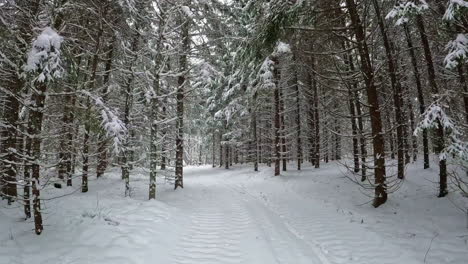 Walking-in-a-snowy-forest
