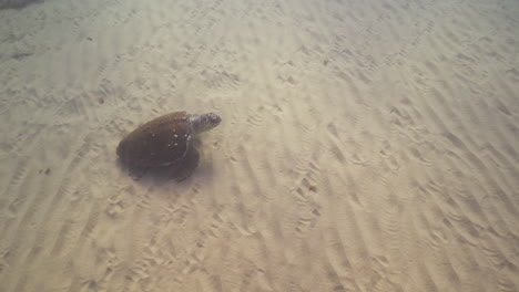 Sea-turtle-at-Shikmona,-near-Bat-Galim-Promenade,-Haifa,-Israel,-underwater