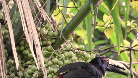 Collared-Aracari-Toucan-Bird-Seen-Eating-Green-Seeds-Perched-In-Tropical-Rainforest-Branch