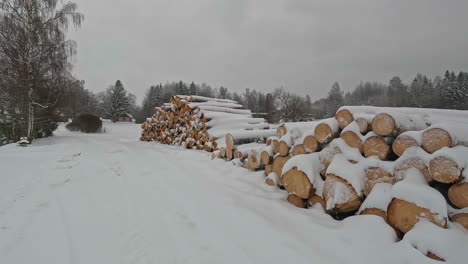Walking-by-timber-harvested-from-the-forest-in-winter-stacked-in-piles-and-covered-in-snow