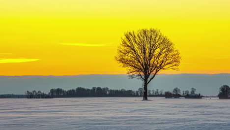 Ein-Baum-In-Einer-Verschneiten-Winterlandschaft