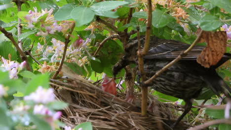 Close-up-of-female-red-winged-blackbird-landing-and-feeding-nestlings