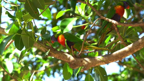 Curious-little-rainbow-lorikeet,-trichoglossus-moluccanus-spotted-on-the-leafy-tree,-looking-down-and-around,-walking-across-the-branch-and-wondering-around-its-surroundings-in-bright-daylight