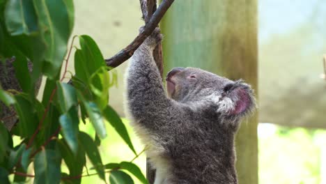 Profile-close-up-shot-of-a-sleepy-koala,-phascolarctos-cinereus-holding-on-to-tree-trunk-and-slowly-falling-asleep,-Australian-native-animal-species