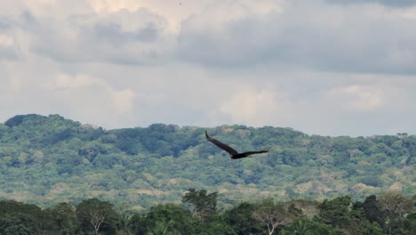 Black-vulture-flies-by-forest,-lake-and-cloudy-sky-in-Panama,-tracking