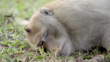 Monkey,-macaques