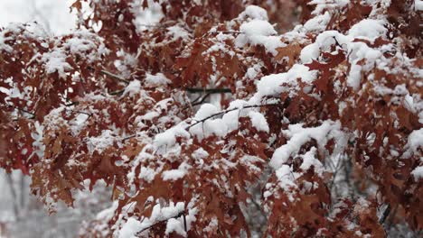 Hojas-De-árbol-Flocadas-Cubiertas-De-Nieve-Mientras-La-Nieve-Cae-En-Un-Día-De-Invierno