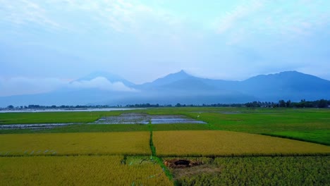 Drone-view-of-green-rice-field-with-mountain-and-hill-background
