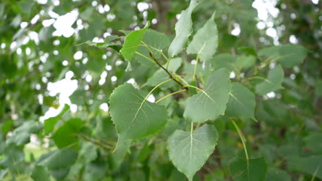 a-camera-close-view-of-the-tree-leaves