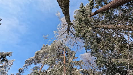 Bottom-up-spin-shot-of-snowy-giant-forest-trees-against-blue-sky-in-winter