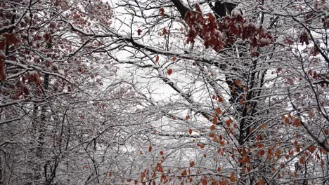 Schneebedeckte-Bäume-Mitten-Im-Wald-Mit-Ästen-Und-Orangenblättern-Im-Winter