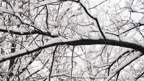 snow-flocked-tree-branch-in-the-middle-of-winter-as-snow-falls