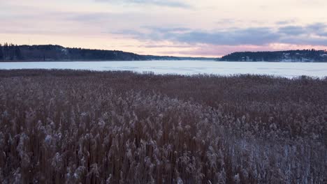 Frozen-reeds-on-a-shore-on-a-winter-evening