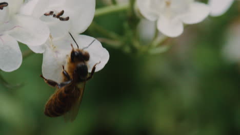 Biene-Bestäubt-Eine-Blume-Im-Prospect-Park