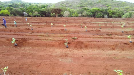 Masai-Man-planting-avocado-,-shovels--Africa-Smart-agriculture-technology--Aerial-drone-view-of-avocado-farm-in-Kenya