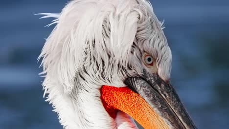 Dalmatian-pelican-Head-Close-up-in-Slow-Motion-While-Swimming-on-Lake-in-Winter