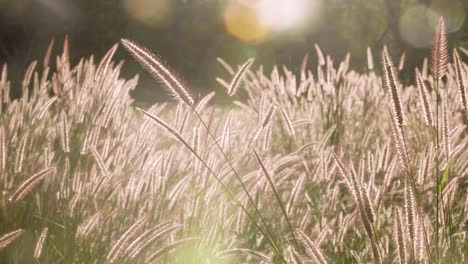 Ornamental-grass-seed-heads-glowing-and-rocking,-illuminated-by-soft-back-lit-evening-sunlight