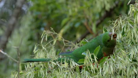 Female-Australian-King-Parrot-calmly-consuming-ash-seeds-in-native-ash-tree---Illawarra,-NSW---side-facing-4K-60fps