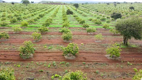 Intelligente-Landwirtschaftstechnologie---Luftdrohnenansicht-Der-Avocadofarm-In-Kenia