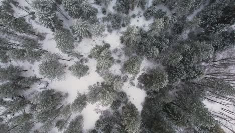 Birds-eye-view-aerial-spinning-shot-of-winter-pine-tree-forest-with-snow