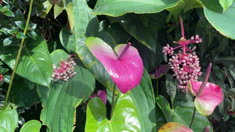 Attention-getting-of-the-Pink-Anthurium-Andraeanum,-known-as-Flamingo-Lily,-in-Singapore-Botanic-Gardens