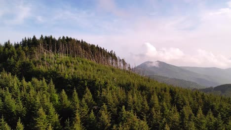 Mt.-Mitchell-Bäume,-Mount-Mitchell-NC,-North-Carolina-Nadelbäume