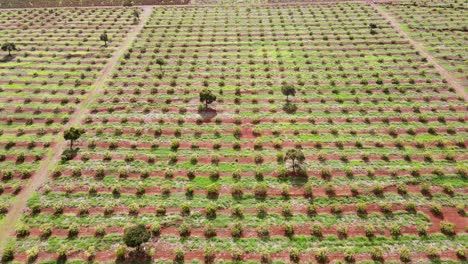 Intelligente-Landwirtschaftstechnologie---Luftdrohnenansicht-Der-Avocadofarm-In-Kenia