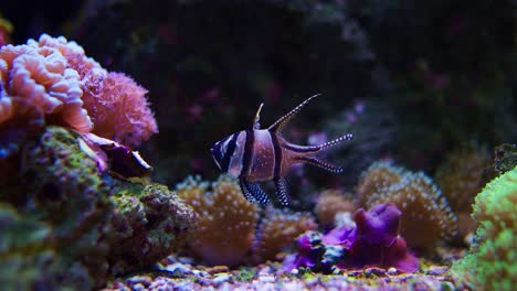 Banggai-cardinalfish---Pterapogon-Kauderni,-Tropical-Cardinalfish-on-Colorful-Coral-Background-in-Aquarium