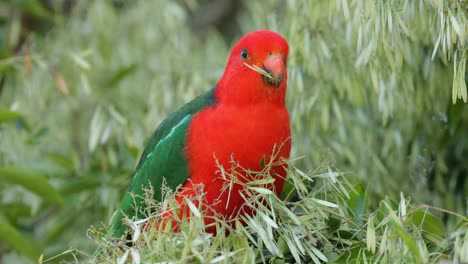 Male-Australian-King-Parrot-calmly-consuming-ash-seeds-in-native-ash-tree---Illawarra,-NSW---front-facing-4K-60fps