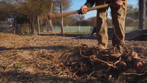 man-digging-with-a-shovel-in-the-ground-to-extract-sweet-potatoes-in-an-organic-garden