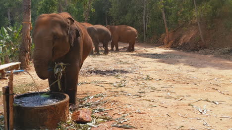 Elefante-Comiendo-En-Un-Santuario-De-Elefantes-En-Chiang-Mai,-Tailandia