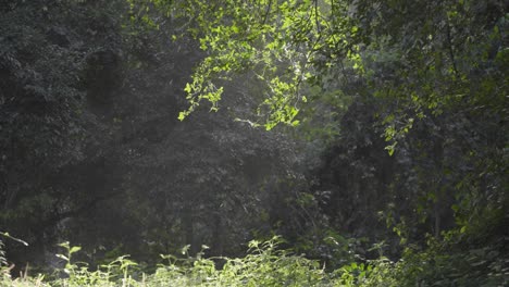 Woodland-greenery-illuminated-with-soft-afternoon-setting-sunlight-rays-with-insects-flying-and-hovering-over-leafy-vegetation