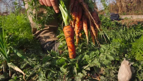 Hombre-Sacando-Zanahorias-Del-Suelo-En-Un-Jardín-Orgánico-En-Cámara-Lenta