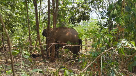 Elefantes-Asiáticos-En-Un-Santuario-De-Elefantes-En-Chiang-Mai,-Tailandia