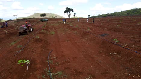 Masai-mann,-Der-Avocado-Pflanzt,-Schaufeln---Afrika-Intelligente-Landwirtschaftstechnologie---Luftdrohnenansicht-Der-Avocadofarm-In-Kenia