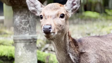 Sika-deer-doe-looking-curiously-in-shinto-shrine-in-Nara-park,-Japan
