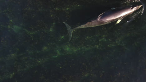Minke-whale-swimming-in-shallow-water-in-eastern-Quebec