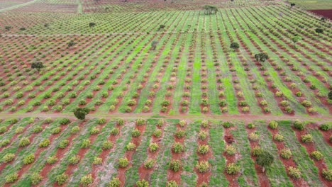 Smart-agriculture-technology--Aerial-drone-view-of-avocado-farm-in-Kenya