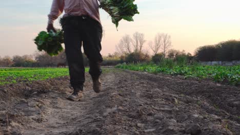 man-walking-through-a-sown-field-at-sunset-with-harvested-vegetables-in-his-hands