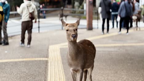 Sika-deer-doe-standing-still-in-Nara-park,-visitors-walking-around