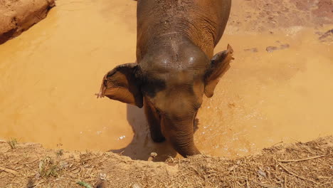Elephant-giving-herself-a-mud-bath-in-Chiang-Mai,-Thailand