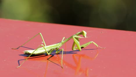 Praying-Mantis---false-garden-mantis-Australia---cleans-raptorial-front-legs---then-falls-off-edge---Macro-close-up---4K-59