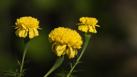 Yellow-flowers---beautiful---Home-