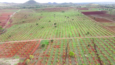 Tecnología-De-Agricultura-Inteligente:-Vista-Aérea-De-Drones-De-Una-Granja-De-Aguacate-En-Kenia